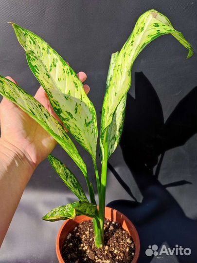 Диффенбахия Везувий - Dieffenbachia Vesuvius