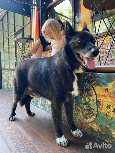 Собака Алиса в добрые руки