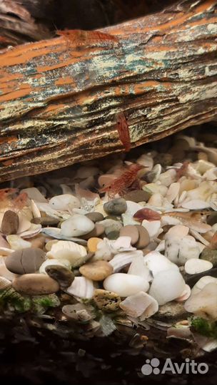 Аквариумные креветки