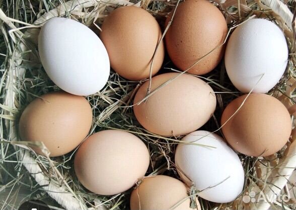 Домашние куриные яйца