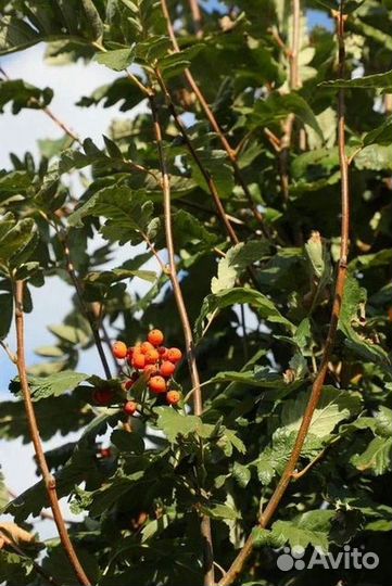 Саженцы Рябина обыкновенная из питомника