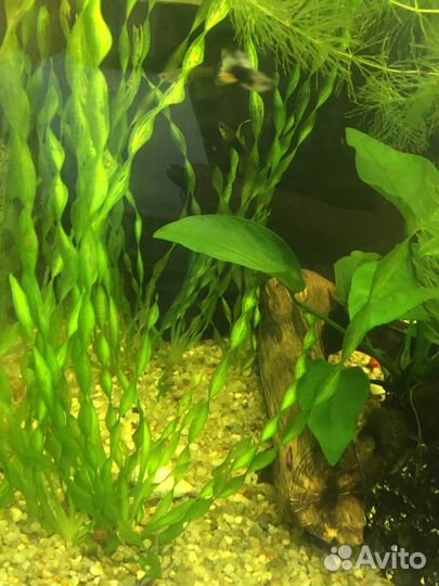Аквариумные растения, рыбки, улитки