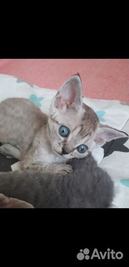 Котята девон-рекс