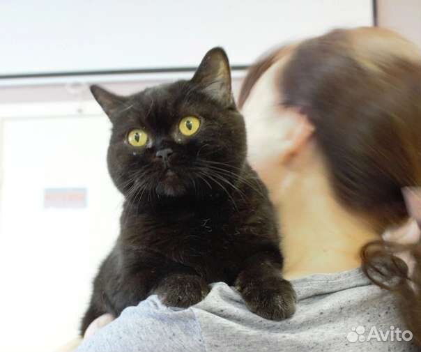 Маслинка ищет дом