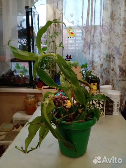 Цветок золотой ус 