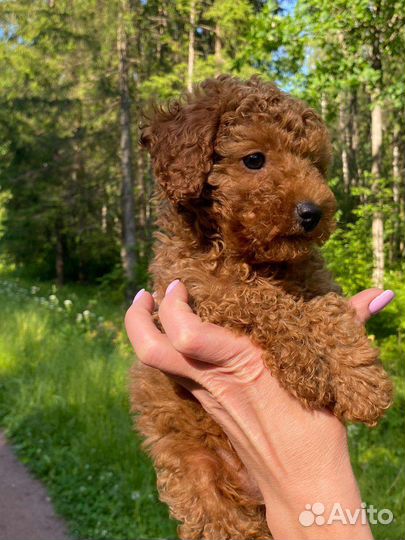 Собаки щенки той-пудель