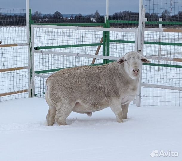 Дорпер ярка кросс