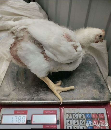 Цыплята бройлеры