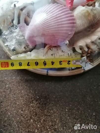 Морские ракушки раковины