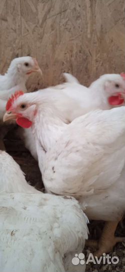 Куры и др. с/х птица