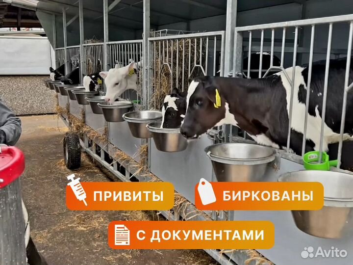 Телята для откорма