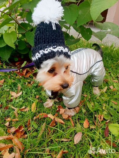 Йоркширский терьер мальчик вязка