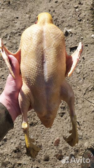 Молодые домашние индоуточки