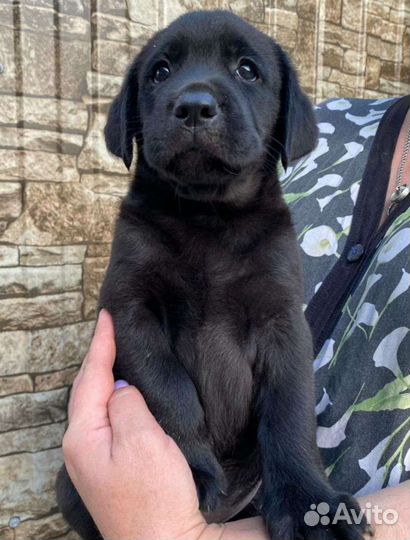 Лабрадор ретривер