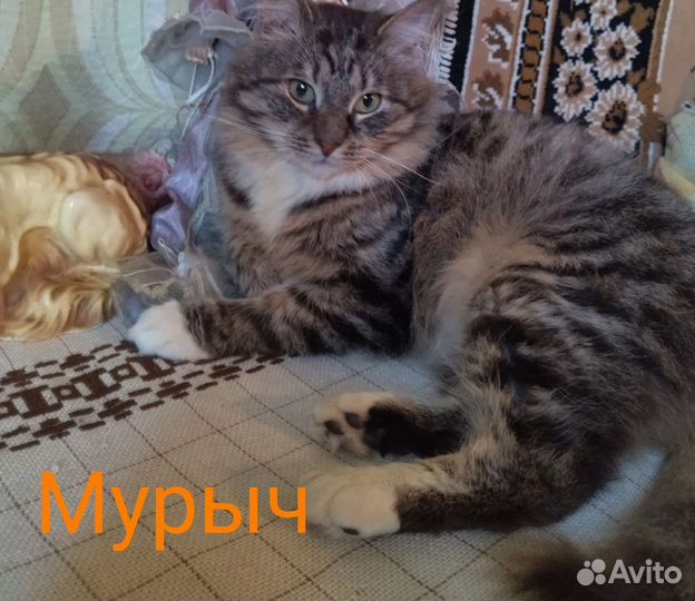 Кот и кот ищем передержку или дом