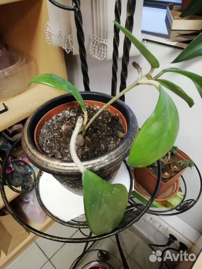 Комнатные цветы