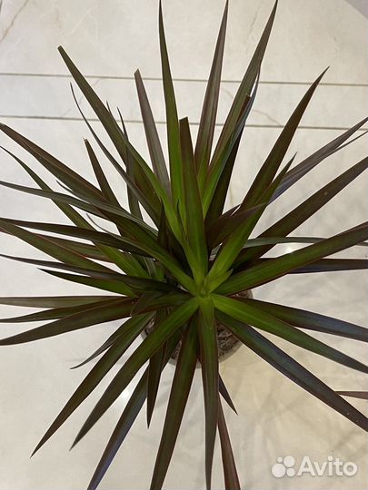 Драцена Биколор