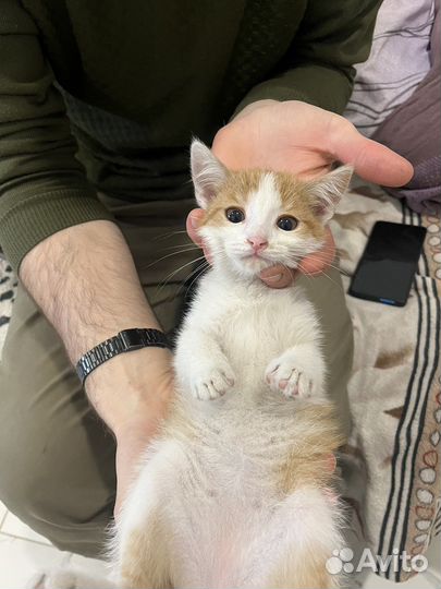 Отдам бесплатно маленького Кота