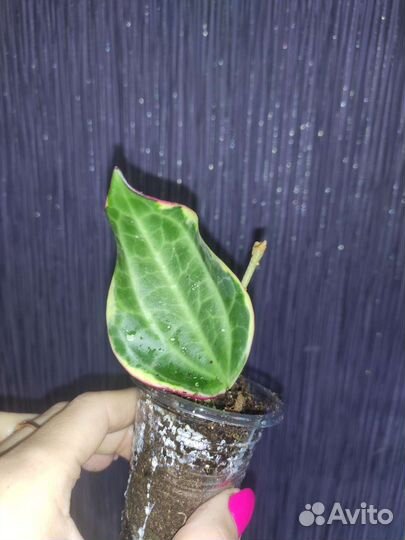 Хойя макрофилла альбомаргината вариегата