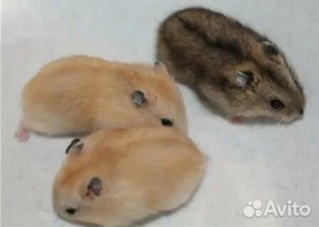 Джунгарский хомяк бесплатно