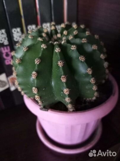 Денежное дерево, кактусы эхинопсис, лимон