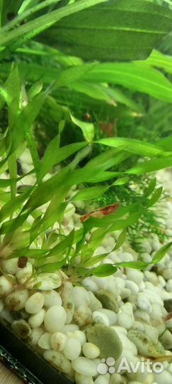 Аквариумное растение