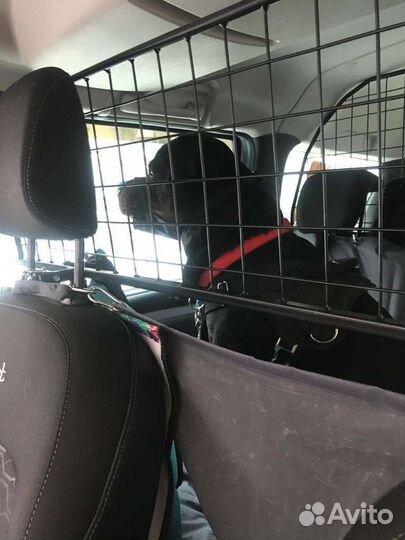 Перевозка домашних животных