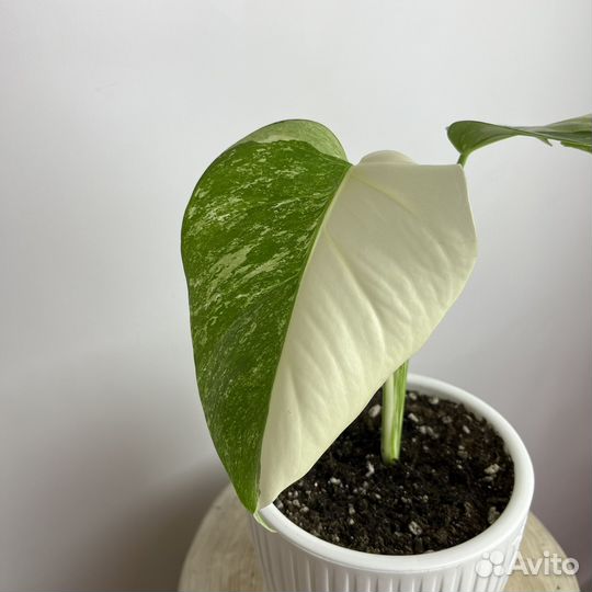 Монстера Вариегатная