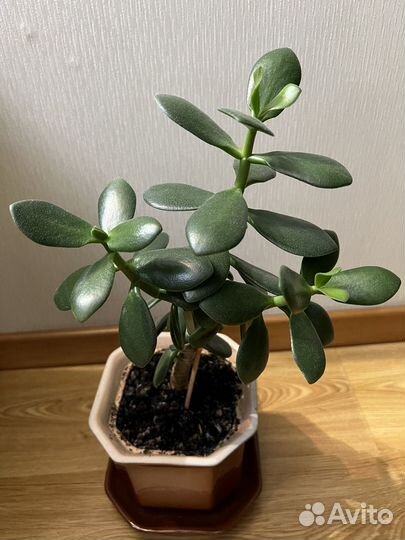Денежное дерево красула толстянка