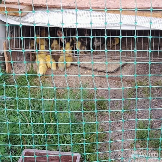 Продаются утята