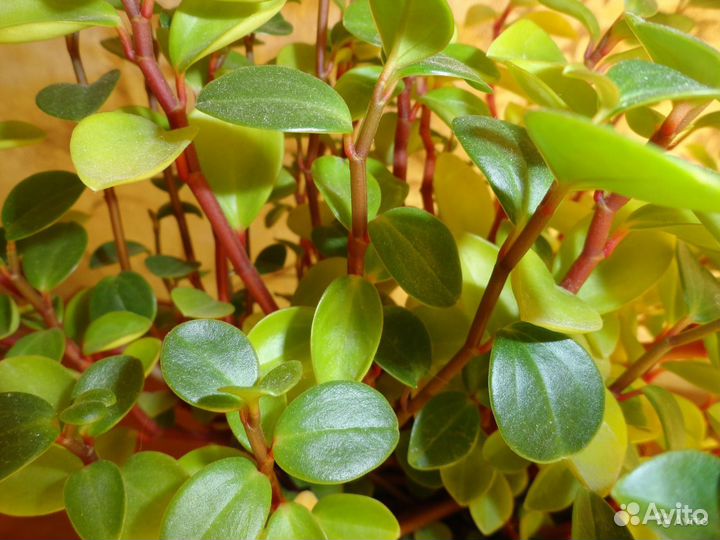 Комнатные цветы