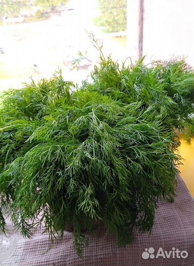Укроп свежий