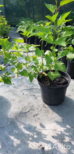 Пузыреплодник