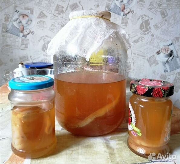 Чайный гриб