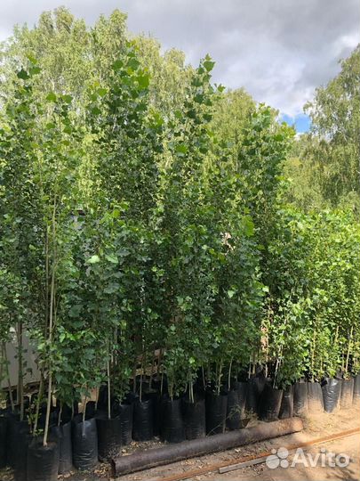 Тополь Пирамидальный