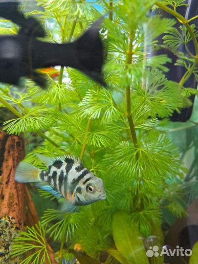 Растение в аквариумное кабомба каролинская