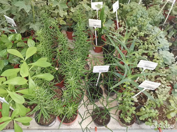 Комнатные цветы в кашпо и горшках