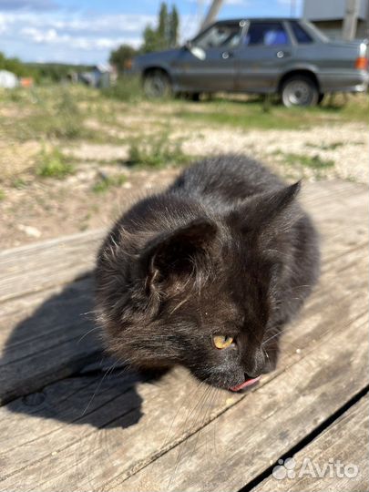 Кошка котята