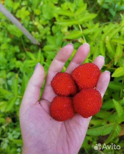 Куст тибетской малины