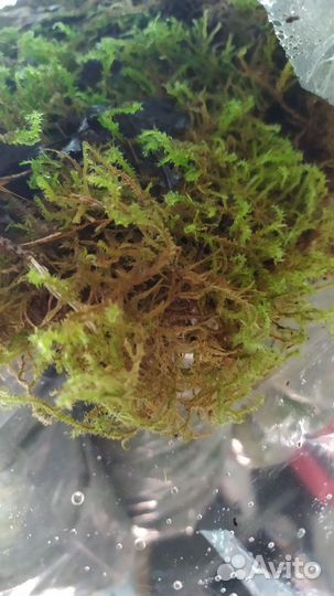 Мох живой для флорариума