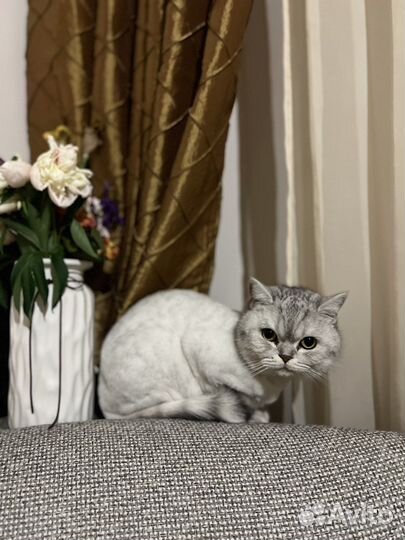 Посижу с вашим животным, передержка