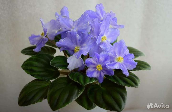 Фиалка - детки