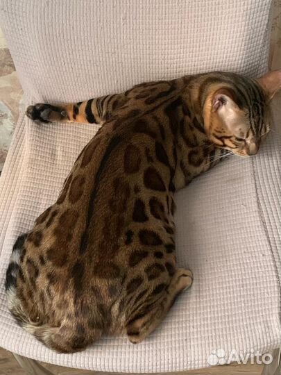 Бенгальский кот Вязка