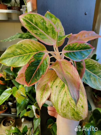 Аглаонема Салмон фентези