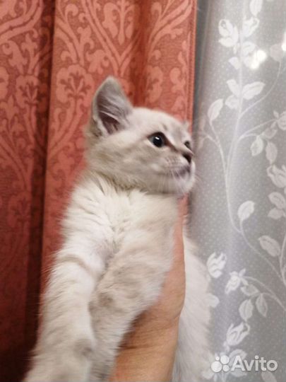 Кошка в дар