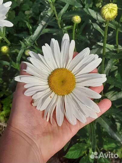 Многолетние цветы из моего сада