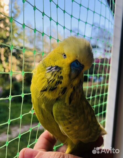 Волнистый попугай