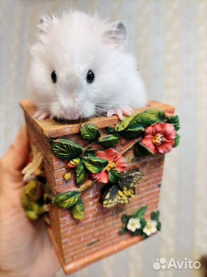 Хомяки длинношёрстные ангорские сирийские сатин