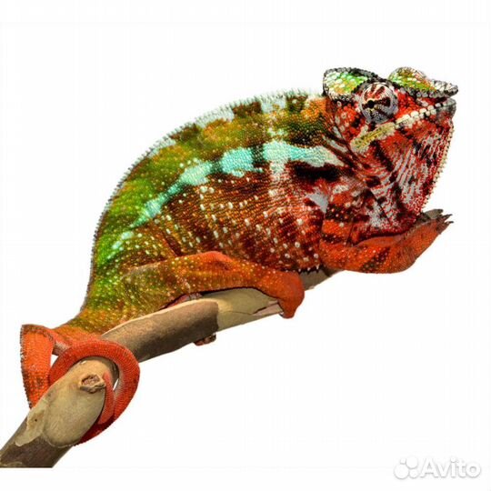 Пантеровый Хамелеон