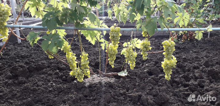 Продам кусты винограда